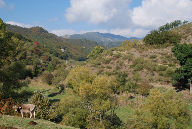 La ZEPA y el LIC de Fuentes Carrionas, con casi ochenta mil hectáreas, es el mayor espacio de la Red Natura 2000 existente en la provincia de Palencia (foto: WWF España).