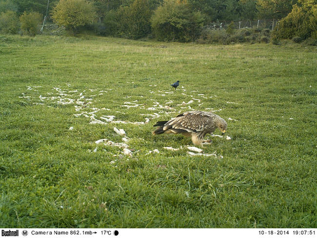 Juvenil de águila imperial oriental (Aquila heliaca) localizado en la comarca de La Jacetania (Huesca) en octubre del año pasado (vídeo-captura de José Antonio Sesé, por cortesía del Gobierno de Aragón).