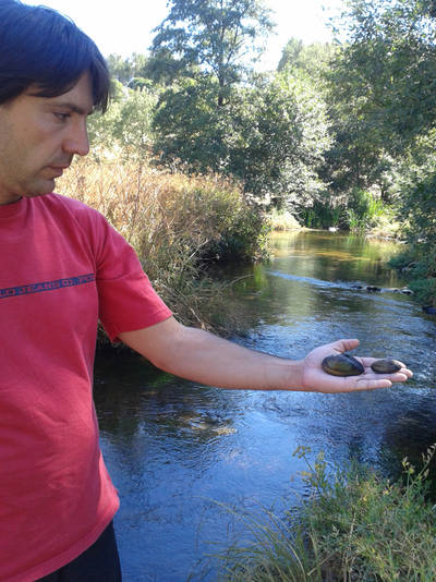 Javier Balset, naturalista dedicado a las náyades del Alto Alberche, muestra dos ejemplares que acaba de localizar de dos especies diferentes (foto: José Antonio Montero).