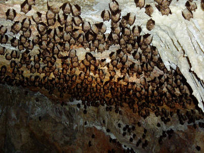 Grupo de murciélagos mediterráneos de herradura (Rhinolophus euryale), perteneciente a una colonia de Tous (Valencia). Foto: Miguel Ángel Monsalve).