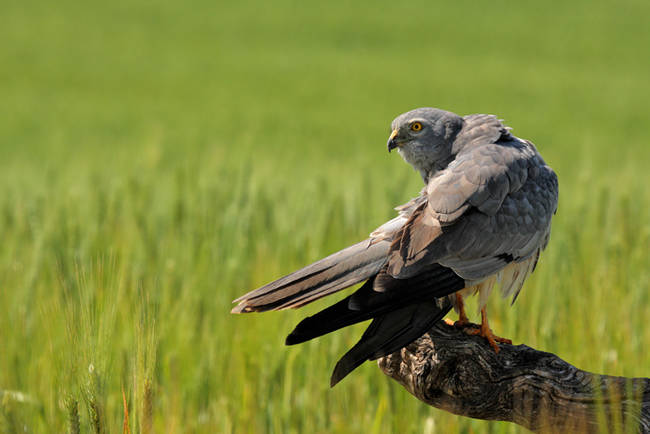 Macho de aguilucho cenizo en su hábitat (foto: Adolfo Ventas).