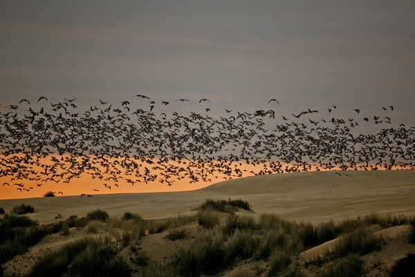 Un gran grupo de gansos comunes sobrevuela el Cerro de los Ánsares, en el parque Nacional de Doñana (J. M. Pérez de Ayala / Seo/Birdlife).