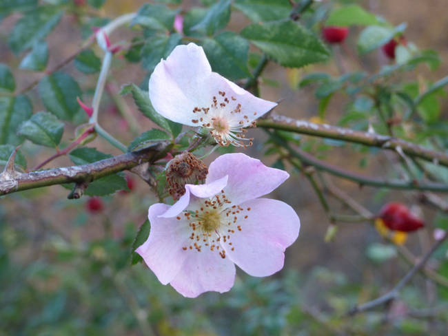 Flores de un rosal silvestre (Rosa canina) en pleno mes de diciembre.