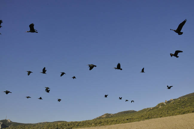 Un bando de ibis eremita formado por aves criadas en cautividad y reintroducidas vuela en libertad en la costa gaditana (foto: Proyecto Eremita).