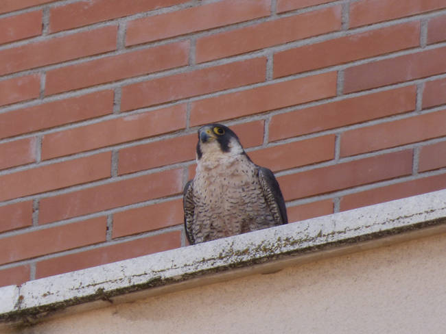 Hembra de halcón peregrino en la cornisa de un domicilio particular (foto: Hugo Sánchez).
