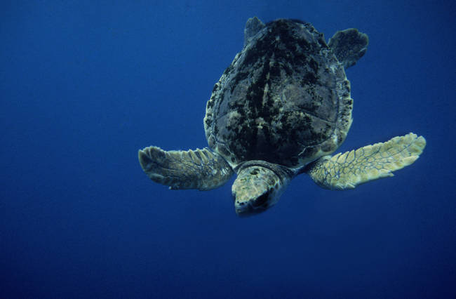 Vista dorsal de una tortuga boba adulta sumergiéndose en el mar (foto: José Antonio Rodríguez).