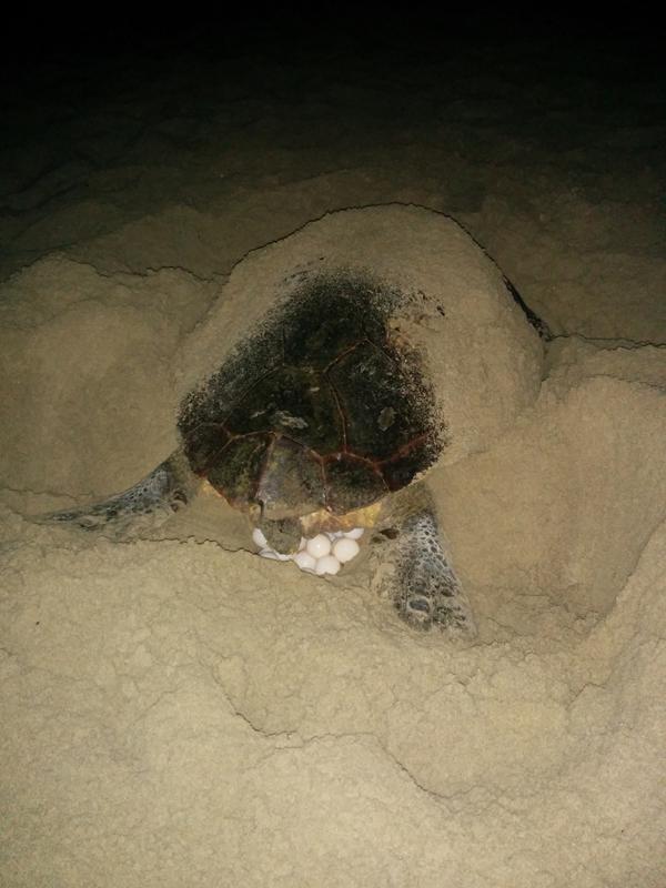 Hembra de tortuga boba poniendo huevos en la playa de San Juan (Alicante) el 30 de junio de 2014 (foto: Carlos Alcázar).