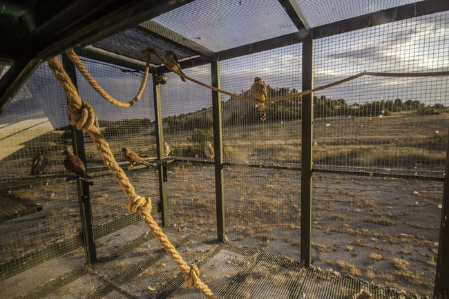 Módulo de liberación en la zona ZEPA de Sakar, en el sureste de Bulgaria, donde son introducidos los pollos de cernícalo primilla traídos de España (foto: Pepe Antolín).