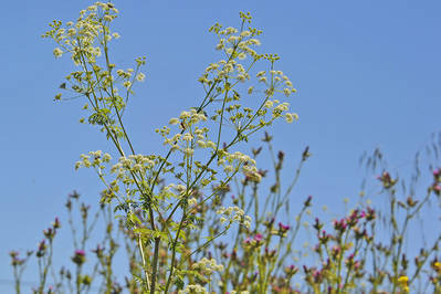 Flores de la cicuta mayor (Conium maculatum). Foto: J. Ramón Gómez.