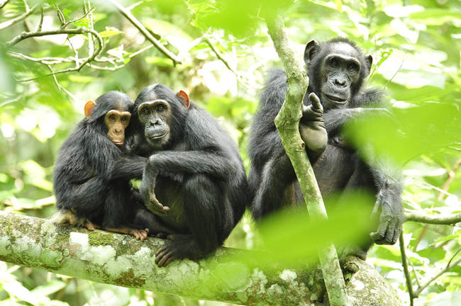 Grupo familiar de chimpancés en su hábitat (foto: USAID Africa Bureau).