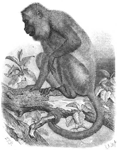 Lámina de un mono aullador del género Alouatta, uno de los primates actuales más característicos de Sudamérica.