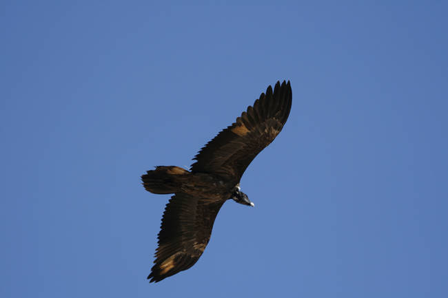 Uno de los quebrantahuesos reintroducidos estos años atrás en Andalucía, en vuelo (foto: Fundación Gypaetus).