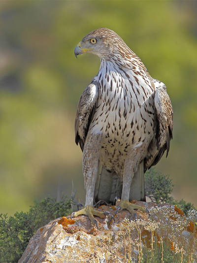 Un águila perdicera adulta observa desde una roca utilizada como posadero (foto: José Julián Rico).
