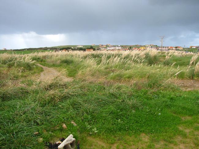 Zona invadida por la planta exótica Cortaderia selloana en Cuchía (Cantabria). Foto: Basoinsa.