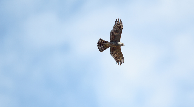 Gavilán juvenil en vuelo coronado (foto: Joseba del Villar).