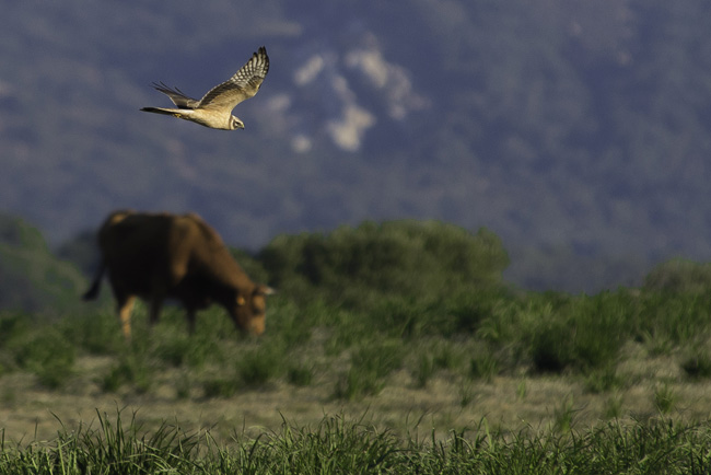 Juvenil de aguilucho papialbo sobrevolando la zona adehesada donde estas rapaces suelen buscar alimento en la comarca de La Janda (foto: Miguel González).