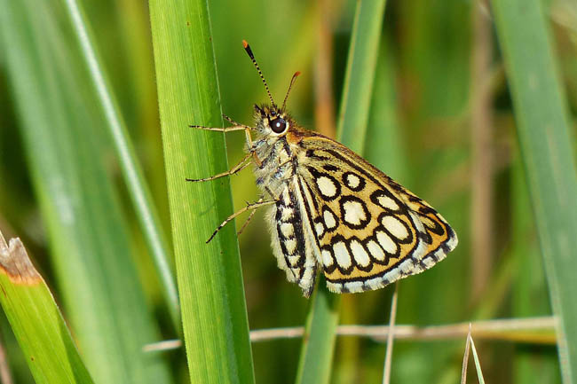 Heteropterus morpheus es una de las mariposas más amenazadas de La Rioja, hasta el punto de que se recomienda su catalogación como 'En peligro crítico'. Foto: Yeray Monasterio.