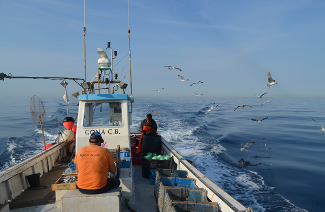 Un palangrero faena en aguas mediterráneas, rodeado de aves marinas (foto: Universidad de Barcelona).