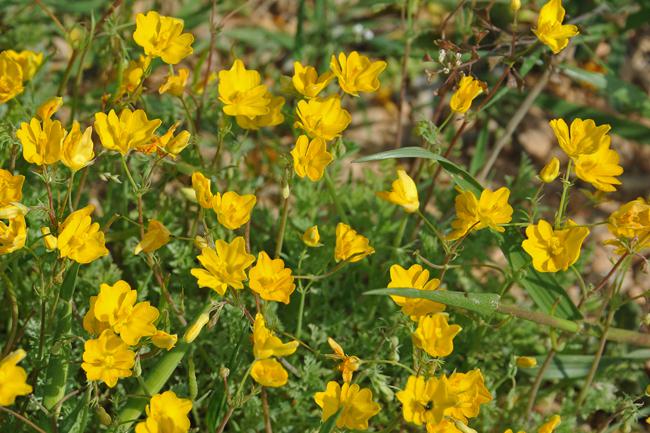 Las llamativas flores de la zadorija (Hypecoum imberbe) tienen un irresistible atractivo para los insectos polinizadores.