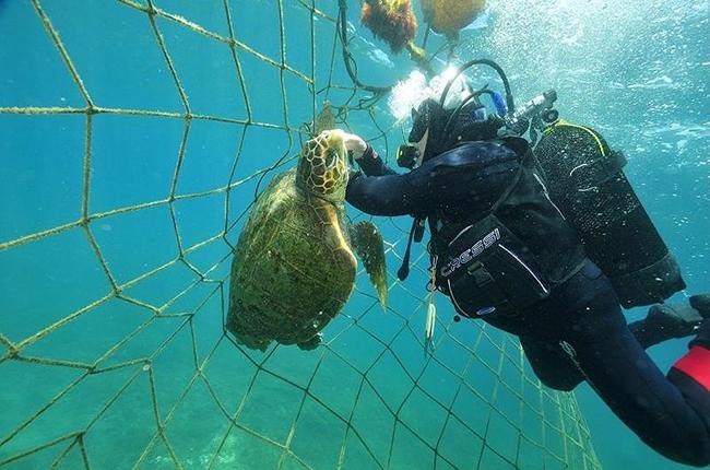 Un submarinista rescata a una tortuga boba atrapada en la red de una almadraba de Ceuta (foto: Club de buceo Neptuno).