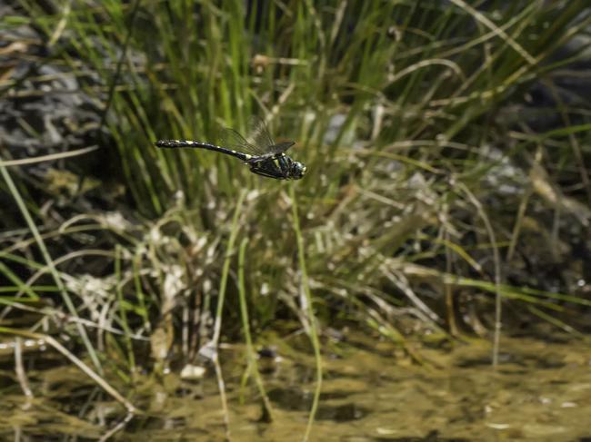 Un ejemplar de la muy amenazada Macromia splendens vuela cerca de la orilla de un río de Sierra Bermeja. (foto: Diego Rodríguez).