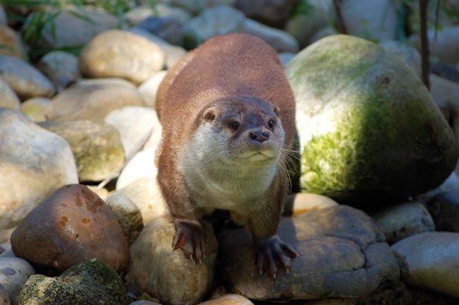 La nutria Carrizo es uno de los ejemplares enviados a Holanda para su reintroducción (foto: Zoobotánico de Jerez).