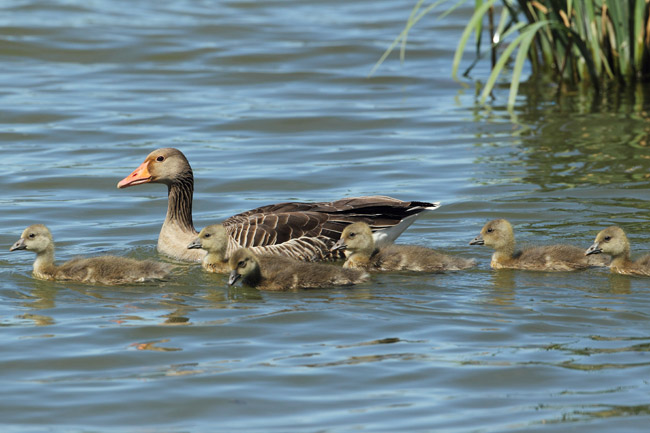 Los seis pollos de una de las parejas de ánsar común (Anser anser) que criaron en los humedales de Salburua (Vitoria-Gasteiz, Álava) en la primavera de 2014 (foto: Joseba del Villar).