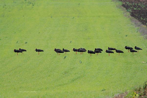 Bando de cigüeñas negras en migración postnupcial descansando en terrenos cultivados de la Laguna de la Janda (foto: Stephen Daly).
