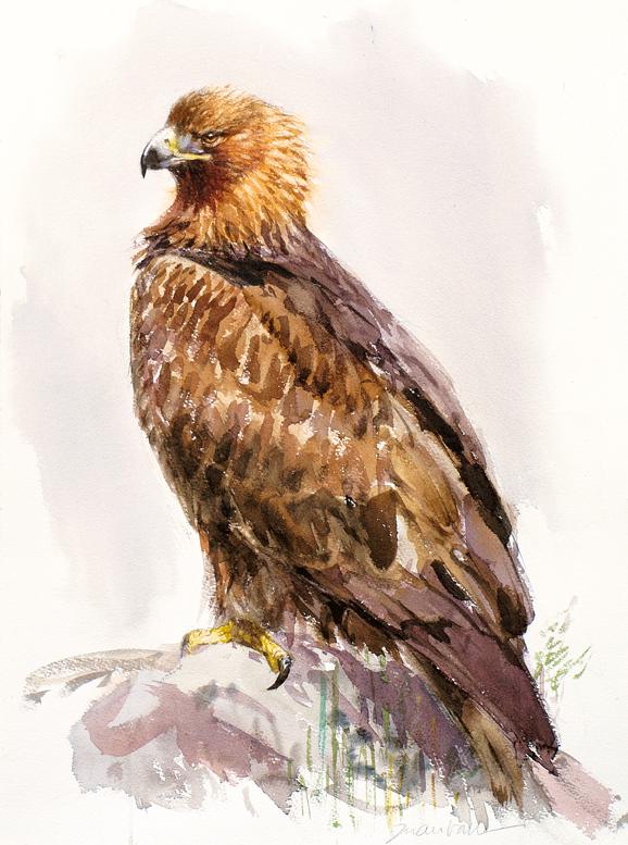 Esta acuarela de un águila real, de Juan Varela, se expondrá en el Wildlife Art Cáceres.