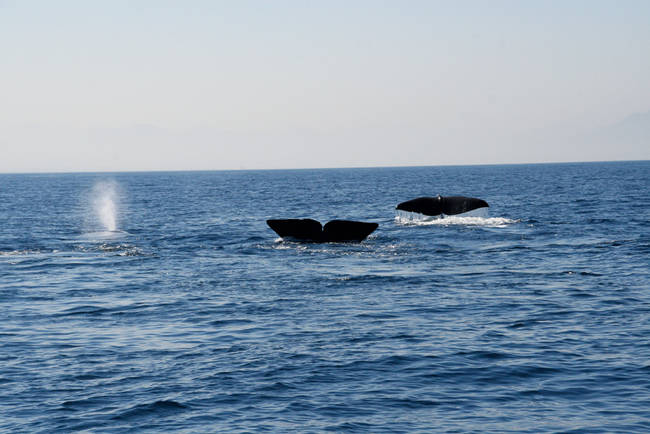 Avistamiento simultáneo de tres cachalotes en aguas del estrecho de Gibraltar, uno detectable por su soplo y los otros dos por sus respectivas aletas caudales.