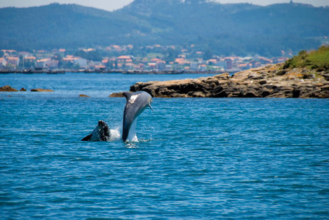 Dos delfines mulares saltan en la ría de Arousa (Pontevedra). Esta especie de cetáceo es una de las sometidas a análisis de trazadores químicos en Galicia.