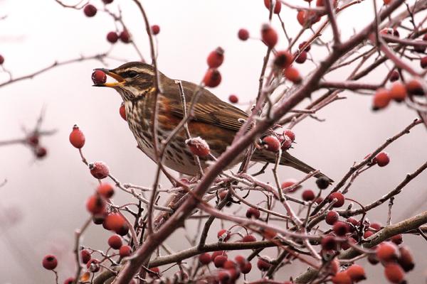 Zorzal alirrojo (Turdus iliacus) con un escaramujo en el pico (foto: David González).