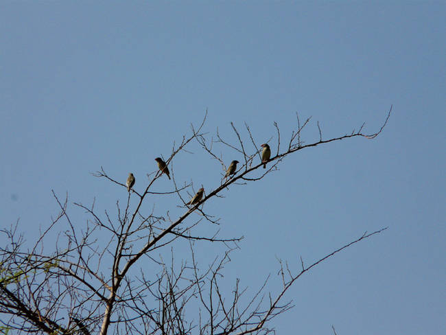 Grupo de queleas comunes (Quelea quelea). En Tami se recogió la segunda cita de la especie en Togo, a pesar de ser una de las aves más abundantes de la fauna africana (foto: Ignasi Oliveras).