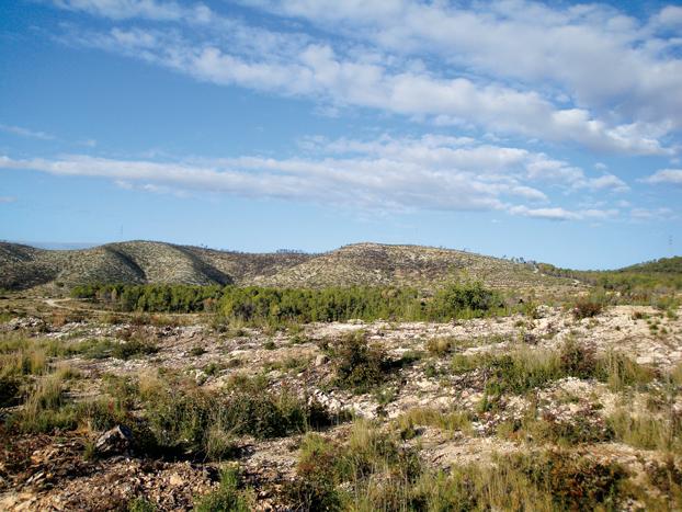 Zona de matorral de la comarca del Garraf (Barcelona) que sufrió un incendio hace unos veinte años (foto: CREAF).