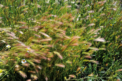 Espigas de cebadilla (Hordeum murinum), una gramínea muy abundante en cualquier cuneta o descampado.