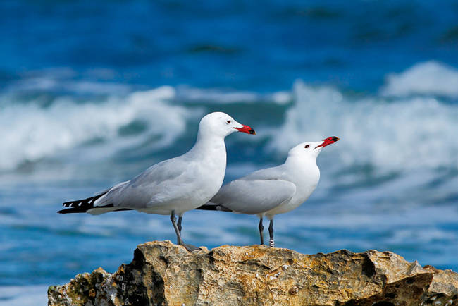 Dos gaviotas de Audouin descansan en una roca junto al Mediterráneo. Esta ave marina amenazada ha sido una de las especies utilizadas en el estudio de PACS (foto: José Julián Rico).