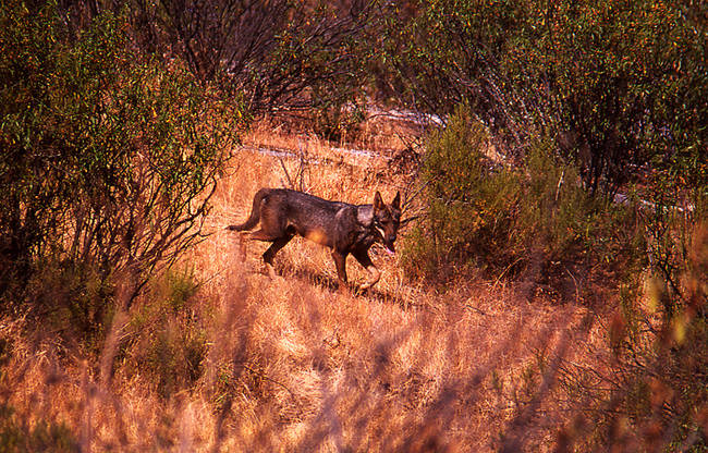 Macho de lobo fotografiado en la sierra de Andújar (Jaén) en 2004. Su pelaje algo atípico puede ser indicativo de cierto grado de hibridación (foto: Francisco José García).