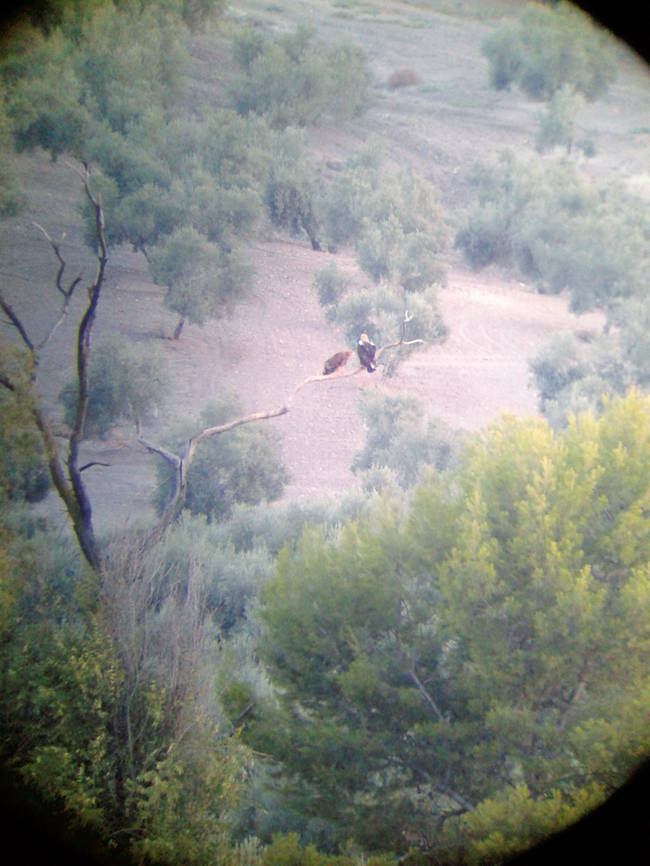 Hembra adulta de águila imperial ibérica (Aquila adalberti) junto a uno de sus dos pollos en un olivar de la provincia de Jaén (foto tomada mediante digiscoping).