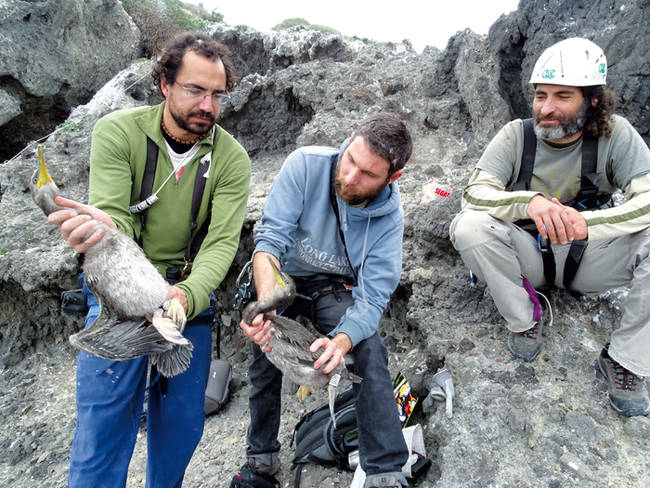 Jornada de anillamiento científico de pollos de cormorán moñudo (Phalacrocorax aristotelis) en Isla Grosa (Murcia).