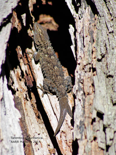 Salamanquesa común (Tarentola mauritanica) con la cola bifurcada en dos apéndices tras haberla perdido y regenerado.