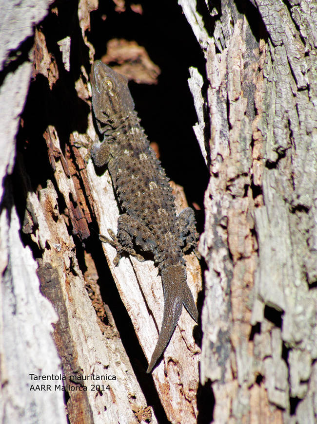 Salamanquesa común (Tarentola mauritanica) con la cola bifurcada en dos apéndices tras haberla perdido y regenerado.