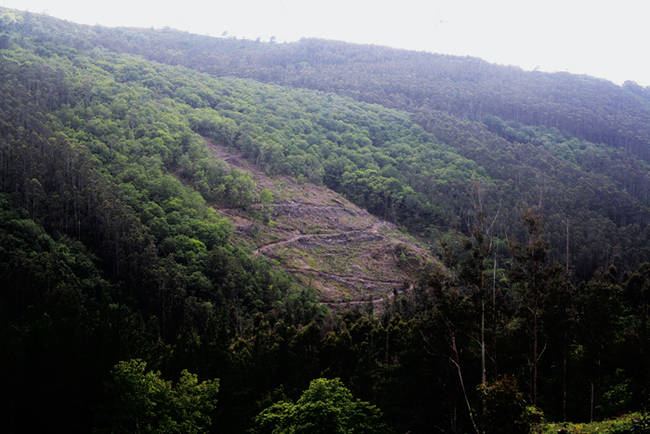 Cultivo reciente de eucaliptos en la ZEC de “Xubia-Castro” (A Coruña), un área protegida por la Red Natura 2000 de la Unión Europea. (foto: Álvaro Barros).