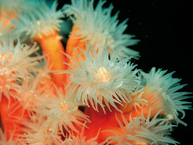 Pólipos de coral candelabro con los tenáculos extendidos. (foto: Alejandro Terrón).
