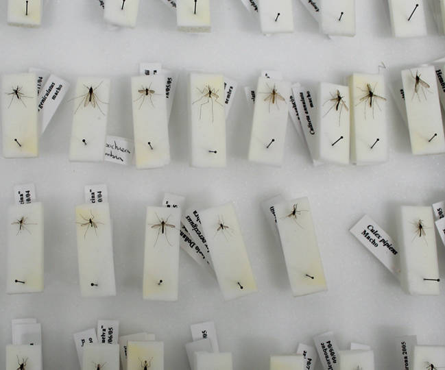 Colección con mosquitos de diferentes especies catalogados para facilitar su uso por los investigadores (foto: Santiago Ruiz). 