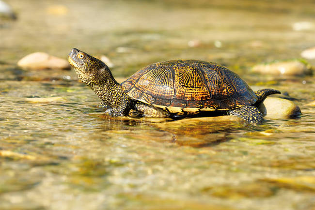 Un galápago europeo reposa en una zona de aguas someras (foto: Joseba del Villar).