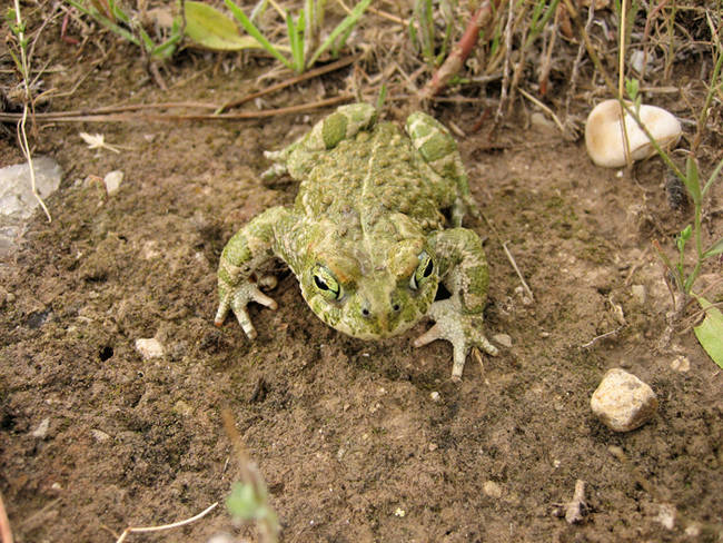 Sapo corredor en un ambiente semiárido del sureste de Madrid (foto: Javier Cano).