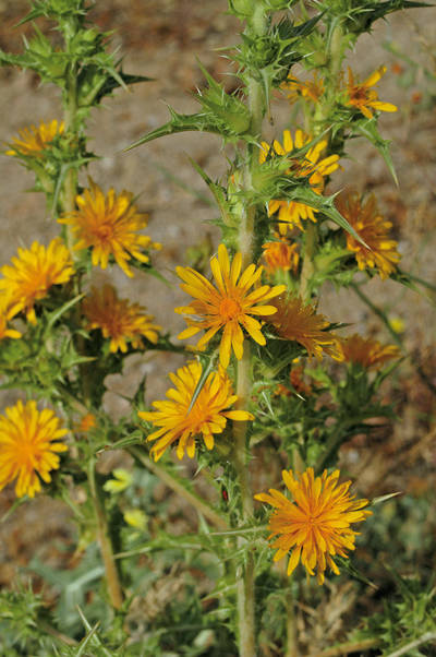 Las doradas flores del cardillo (Scolymus hispanicus) son un excelente reclamo para los insectos polinizadores.