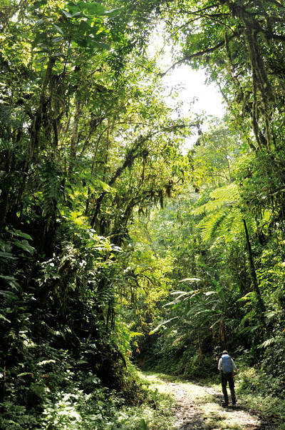 Un investigador realiza un transecto por el interior del bosque, en la Reserva de Buenaventura (Ecuador). Foto: Jerónimo Torres.