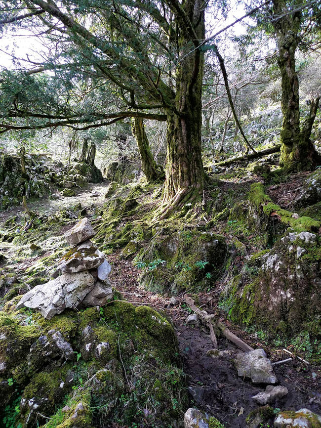 Sector de la tejeda asturiana del Sueve por el que pasó la reciente carrera celebrada en este bosque. En el suelo se aprecia la huella del intenso trasiego humano (foto: Ignacio Abella).