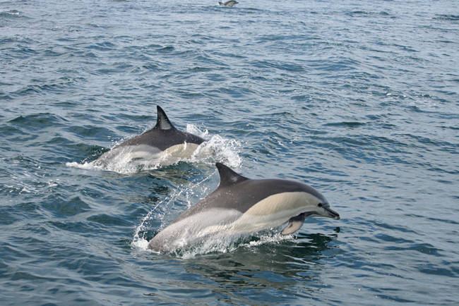 Delfines comunes nadan en aguas del Estrecho de Gibraltar. Esta especie ha sido una de las analizadas en el estudio sobre presencia en cetáceos de retardantes de llama (foto: Circe).